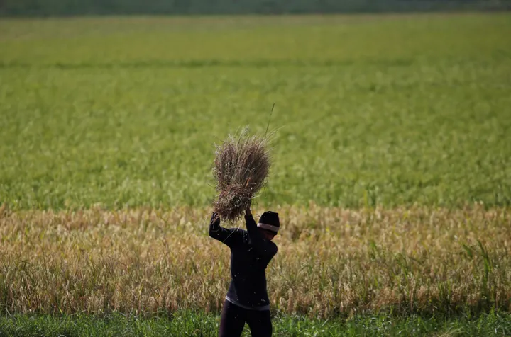 Indonesia perkuat produksi pangan di tengah tantangan iklim dan geopolitik global