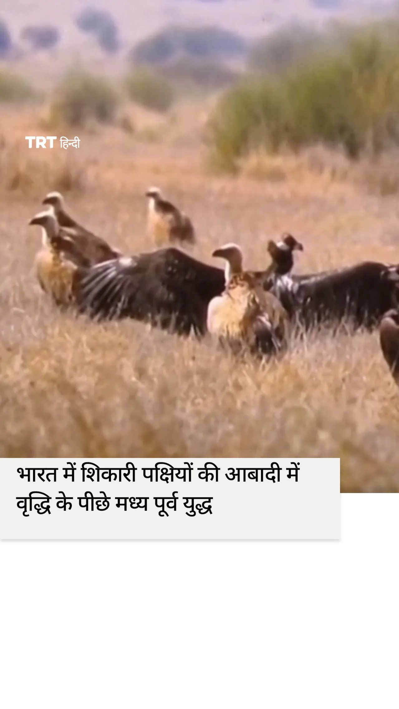 भारत में शिकारी पक्षियों की आबादी में वृद्धि के पीछे मध्य पूर्व में युद्ध: वन्यजीव विशेषज्ञ