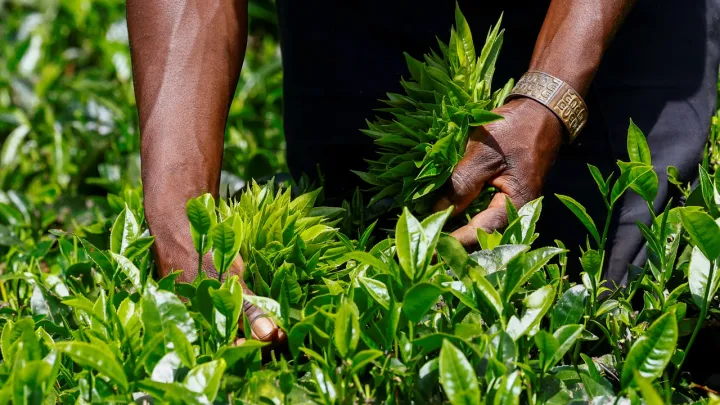 Eight million kilogrammes of tea stuck in Kenya as Iran war affects export route