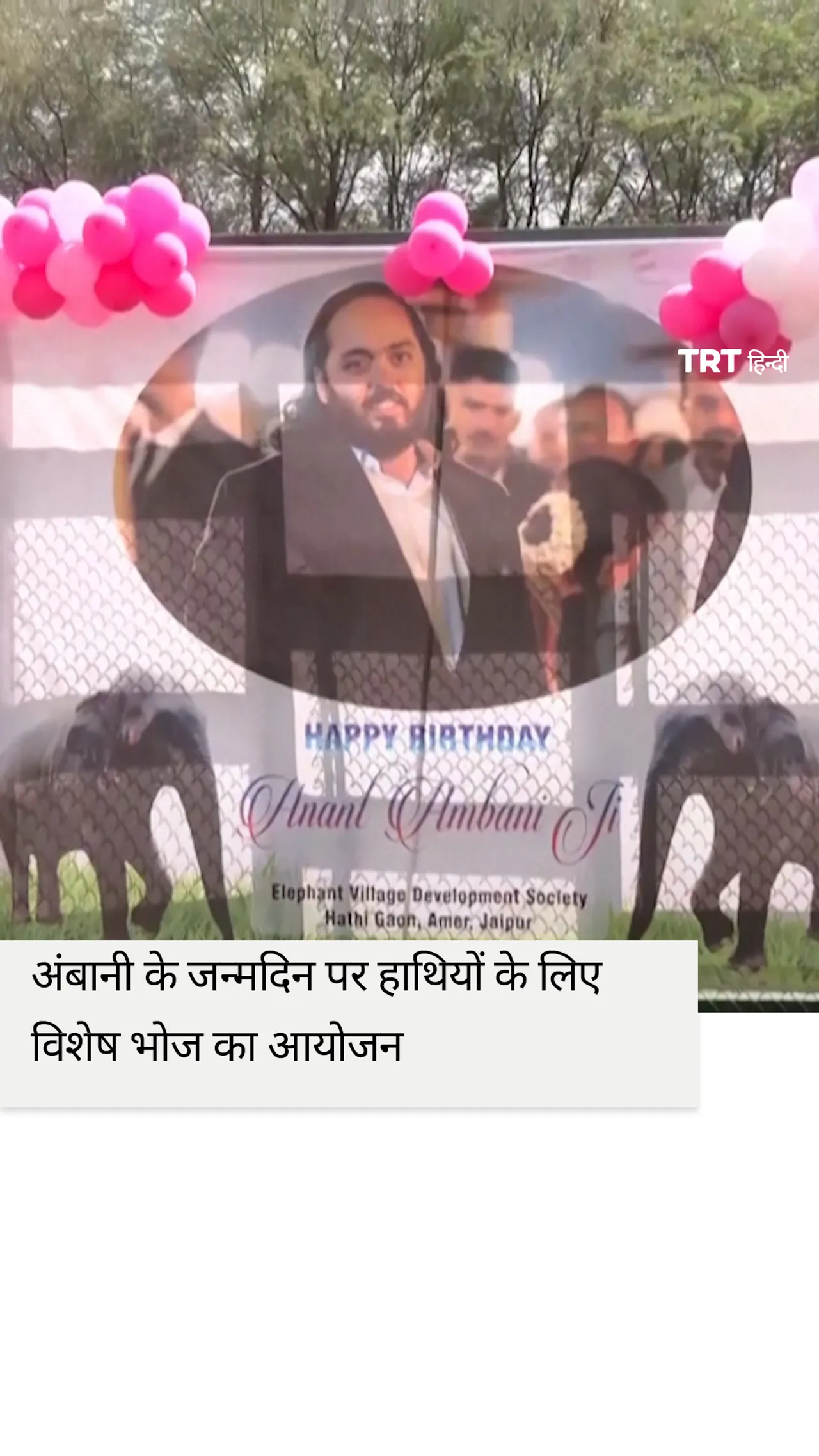 अंबानी के जन्मदिन पर हाथियों के लिए विशेष भोज का आयोजन