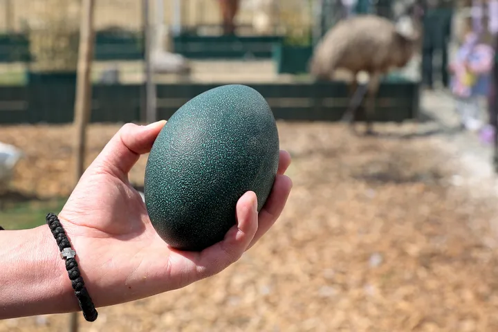 Uskršnja atrakcija u "Zoo kutku" kod Niša - tamnozeleno jaje emua od pola kilograma