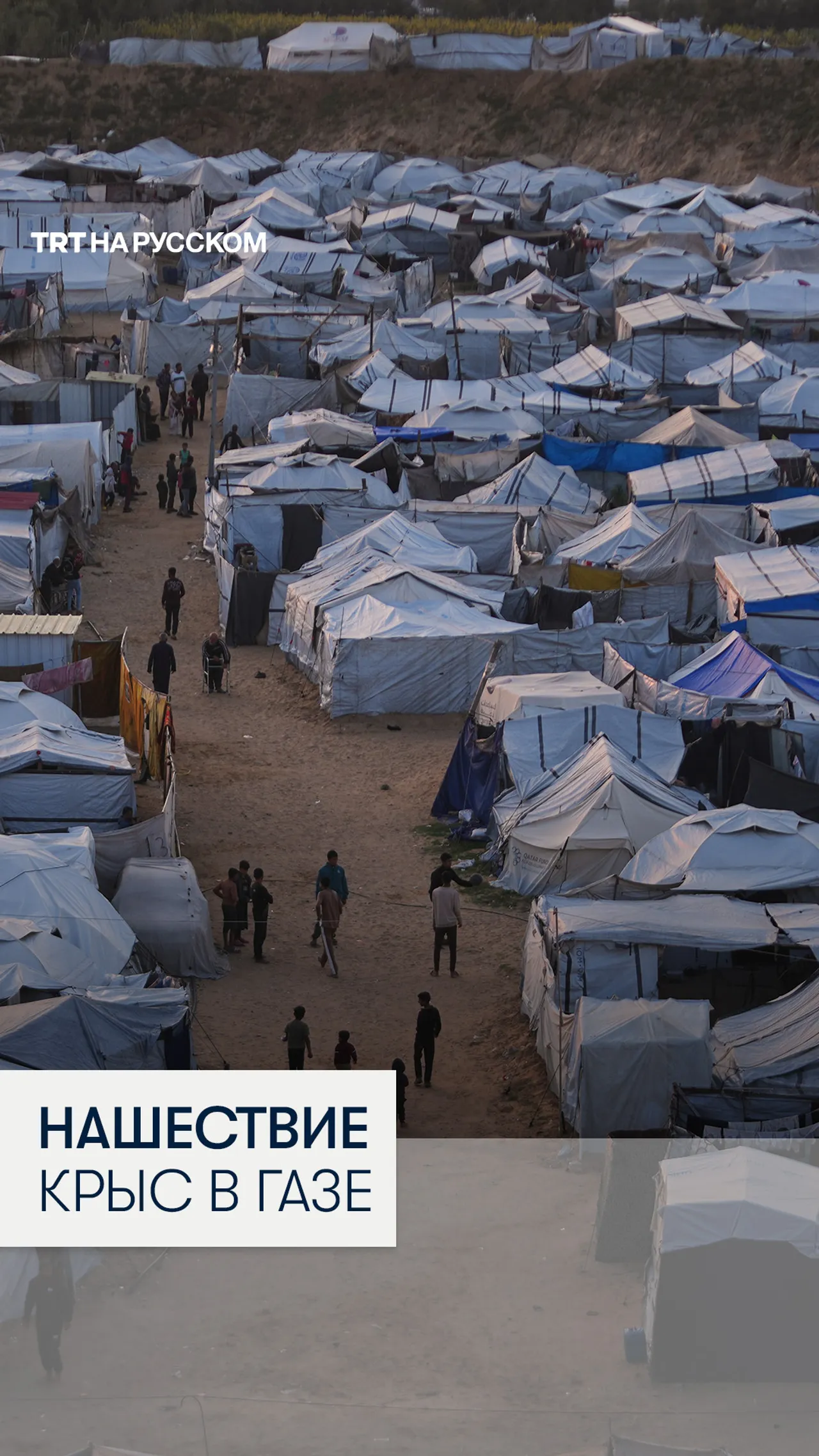 Крысы атакуют жителей палаток в Газе