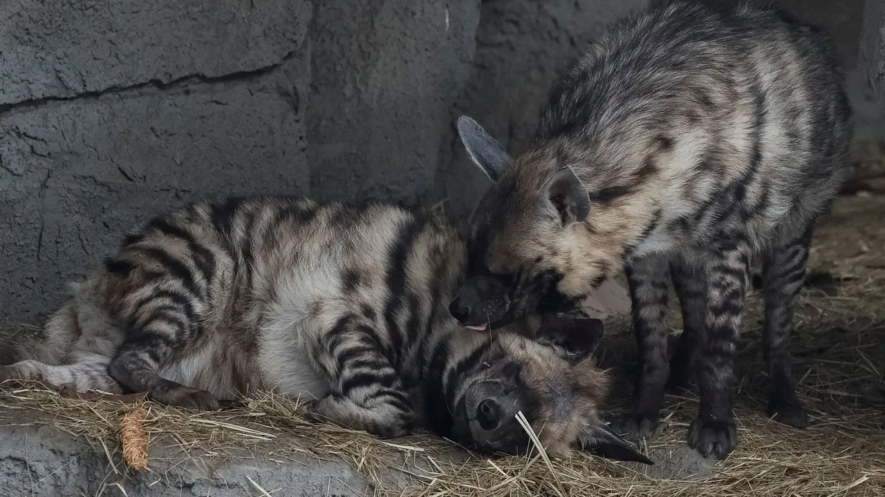 Nigeria intercepts two hyenas, porcupine and protected birds from traffickers, officials say