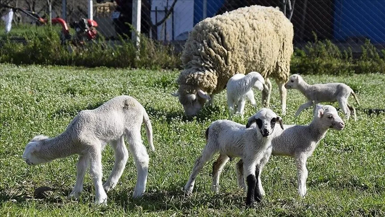 Konfirmohet rasti i parë i lisë së deleve dhe dhive në Kosovë