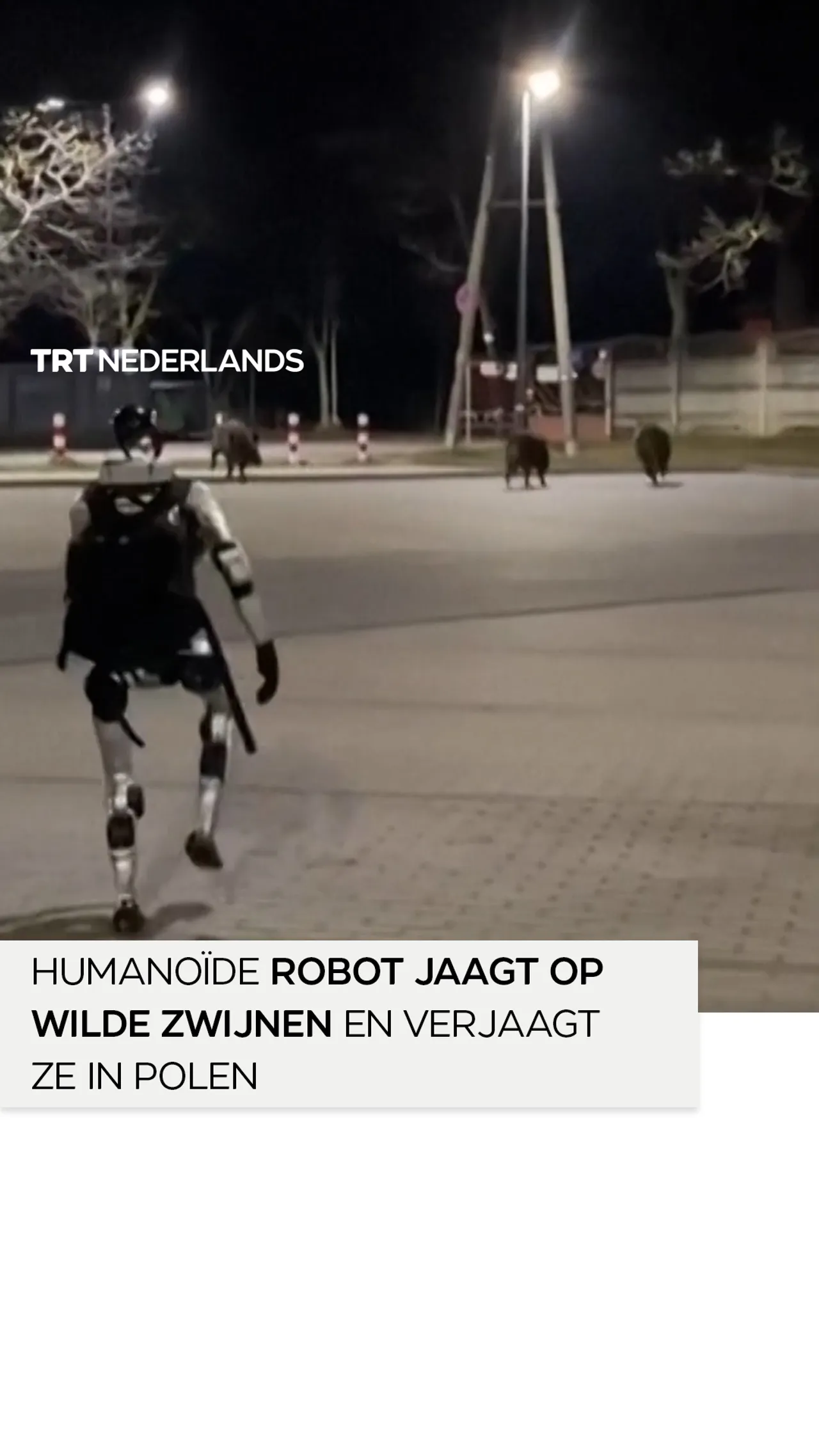 Humanoïde robot jaagt op wilde zwijnen en verjaagt ze in Polen