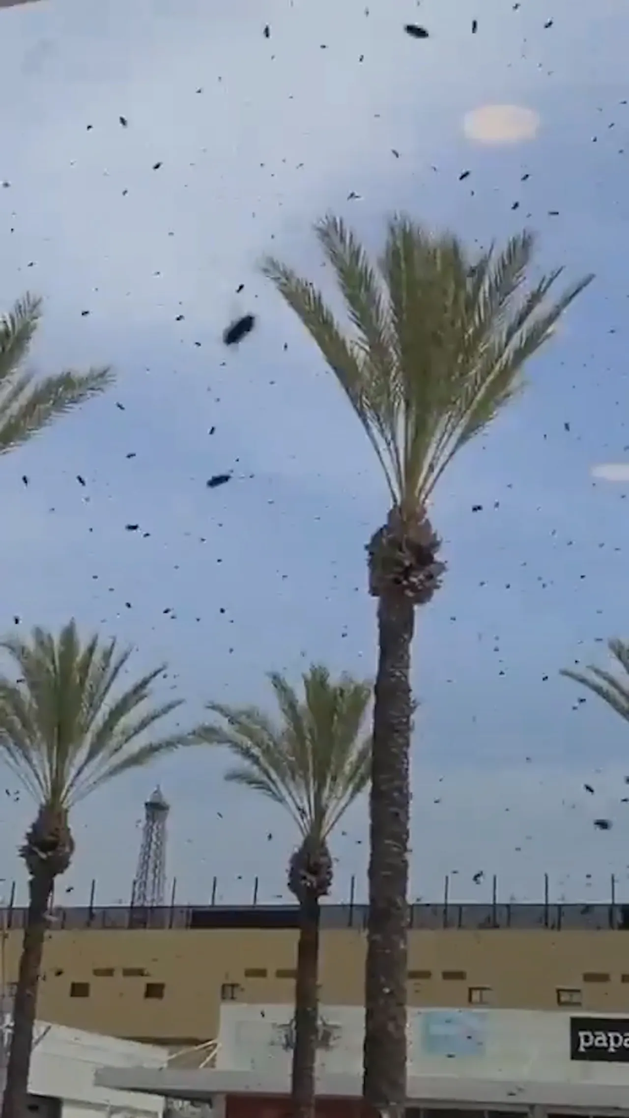 Kawanan lebah mengerumuni pusat perbelanjaan di Israel