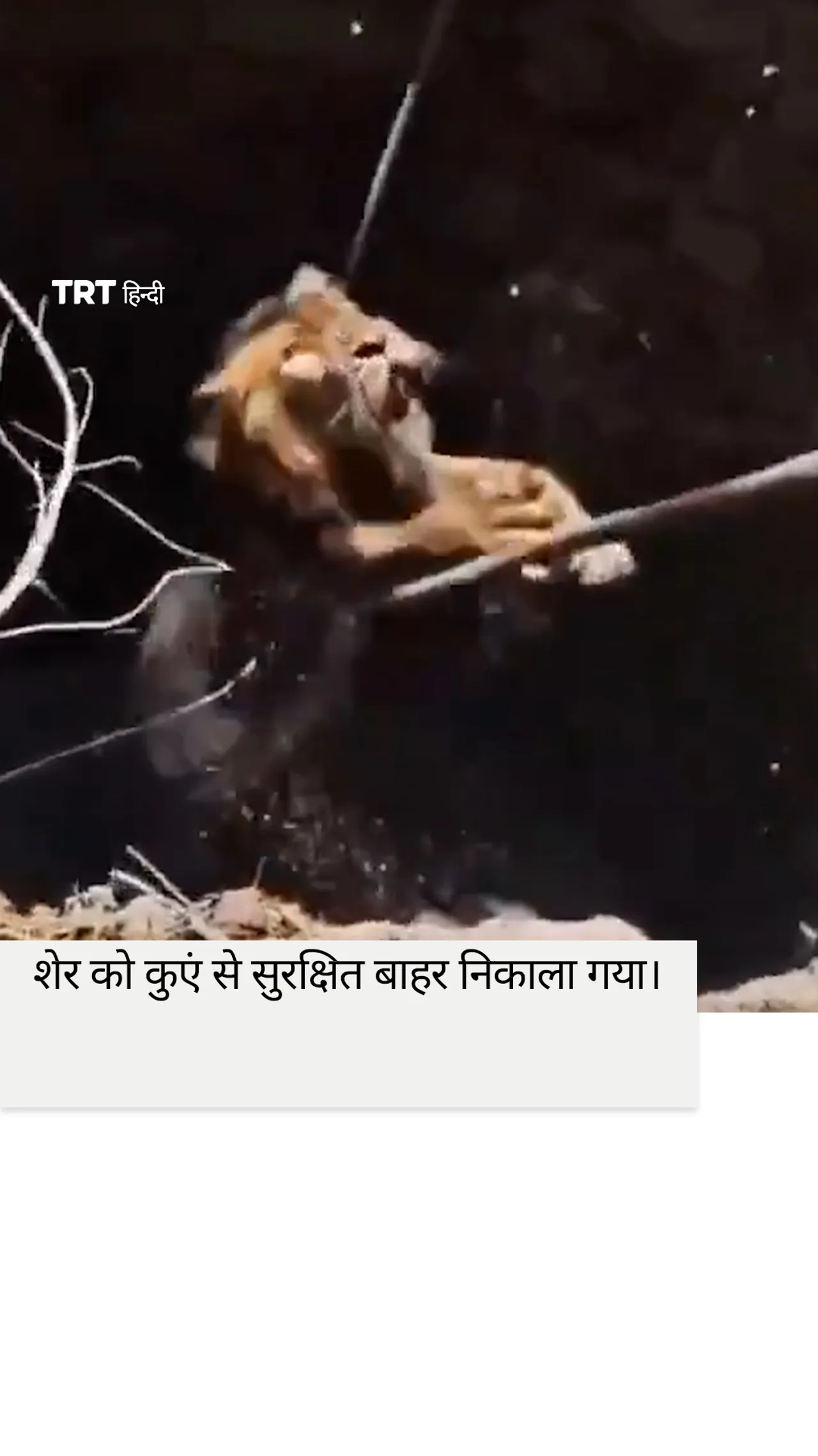 शेर को कुएं से सुरक्षित बाहर निकाला गया।