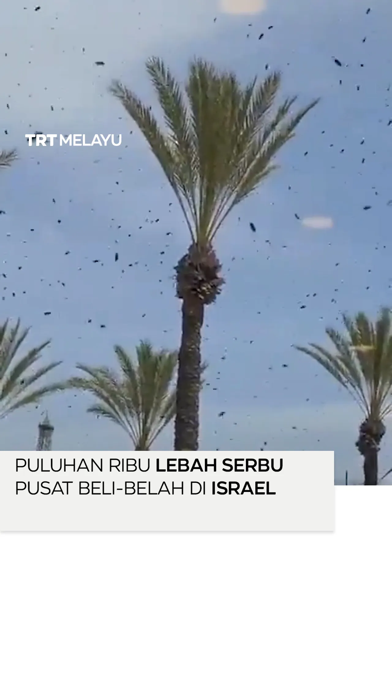 Puluhan ribu lebah serbu pusat beli-belah di Israel