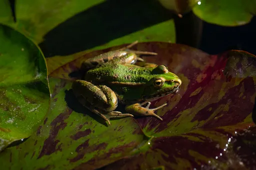Научници создалe невроботи од клетки од жаби