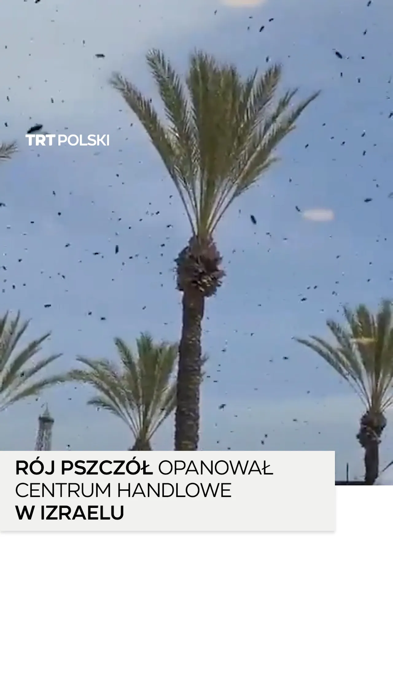 Rój pszczół opanował centrum handlowe w Izraelu