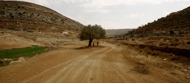The wrong trees in the wrong land: How Palestinian soil is rejecting the ecology of occupation