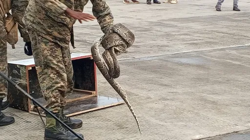 Kenya intercepts 13-foot python being smuggled from Tanzania