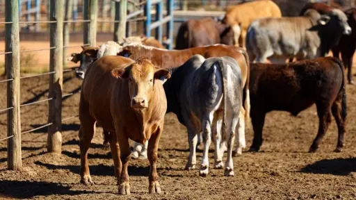 South Africa gets more foot-and-mouth vaccine doses from Türkiye to contain outbreak