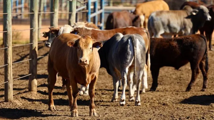 South Africa gets more foot-and-mouth vaccine doses from Türkiye to contain outbreak