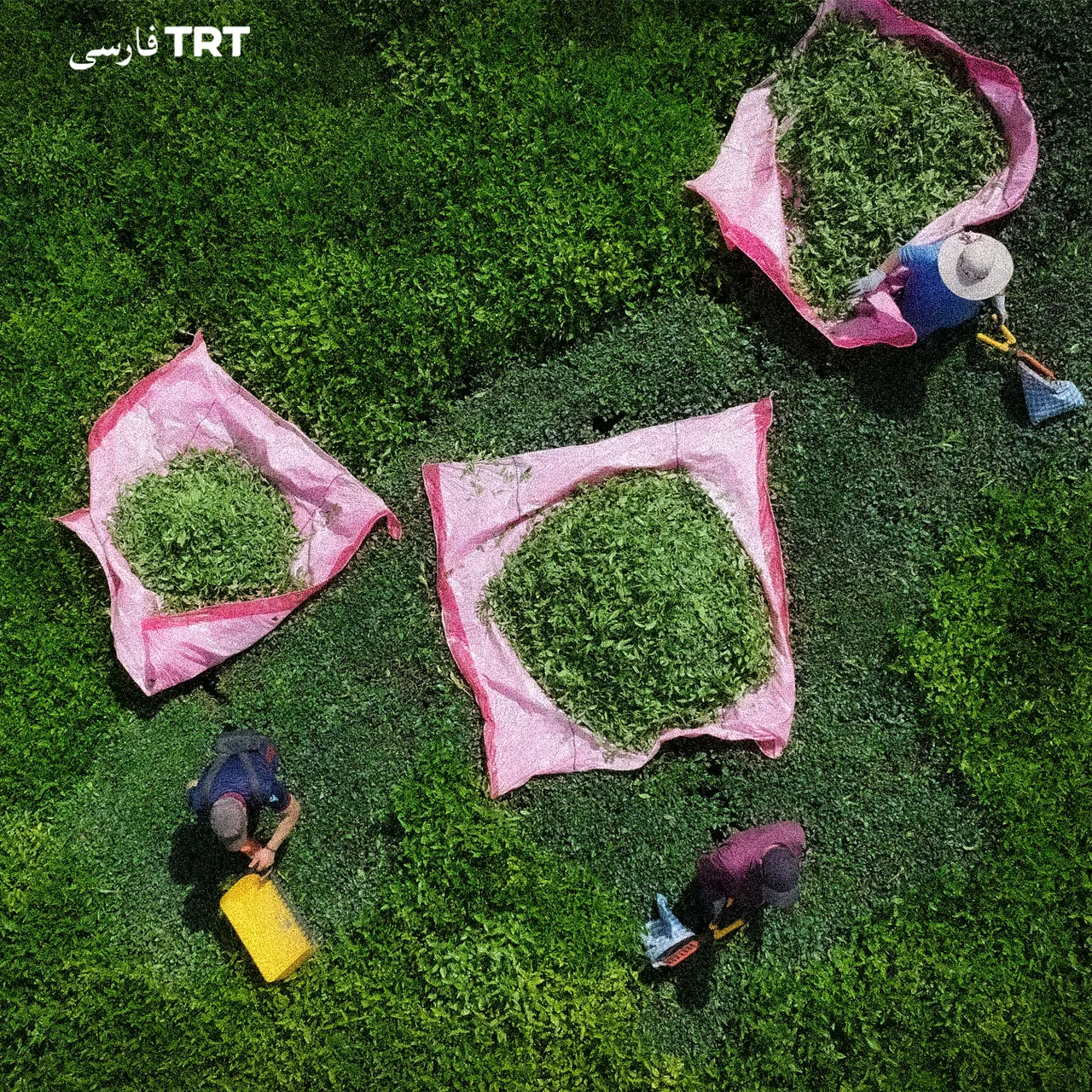 چای؛ روایتی صدساله از نوشیدنی محبوب ترکیه