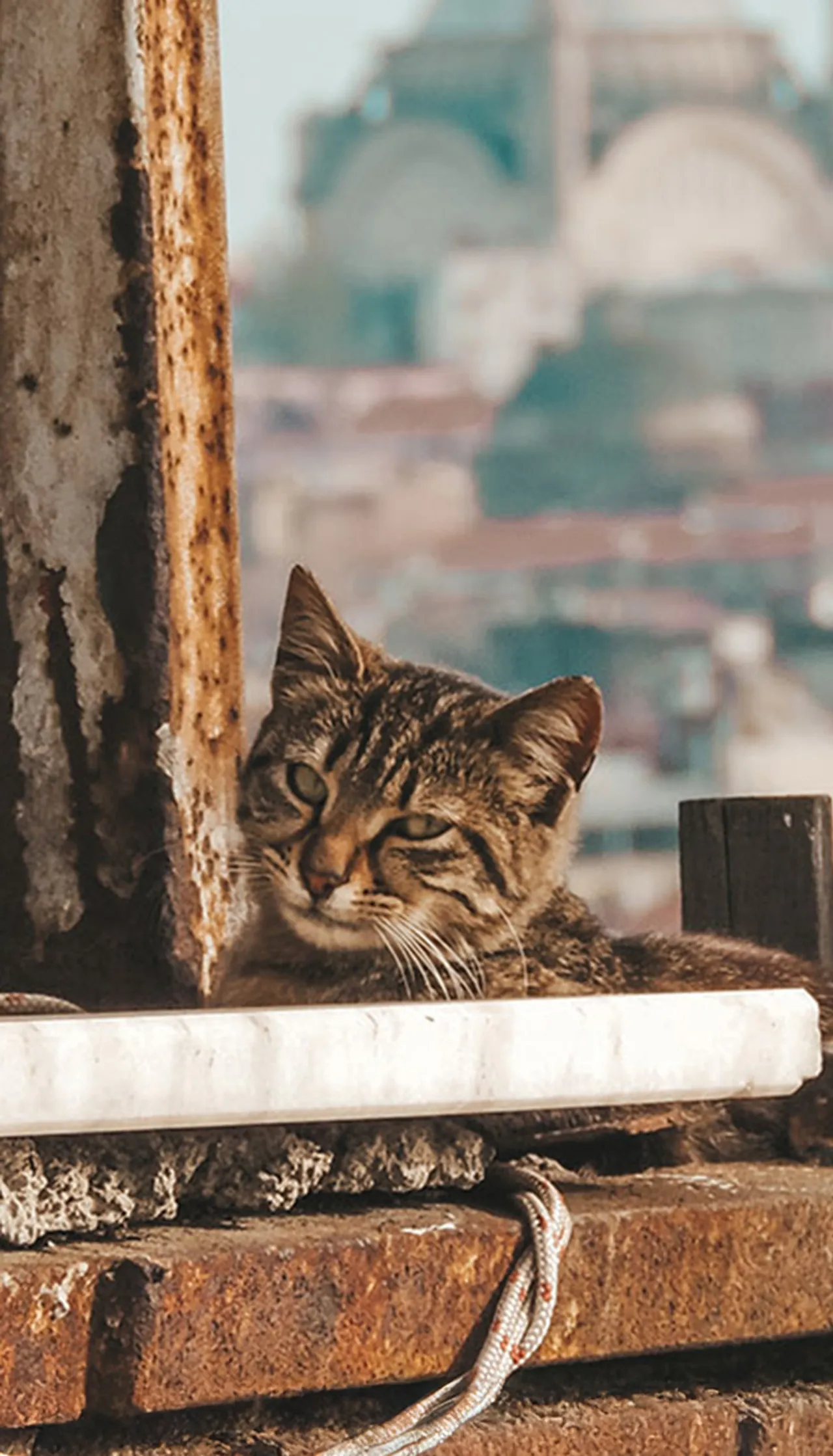 Istanbul: Prestonica mačaka