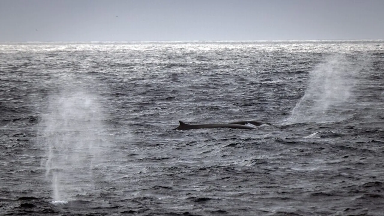 Više od deset posto svjetskih okeana pod zaštitom