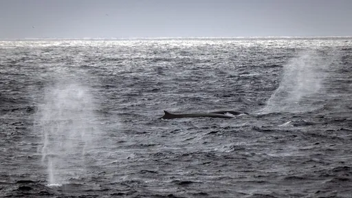 Više od deset posto svjetskih okeana pod zaštitom