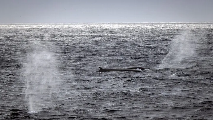 Više od deset posto svjetskih okeana pod zaštitom