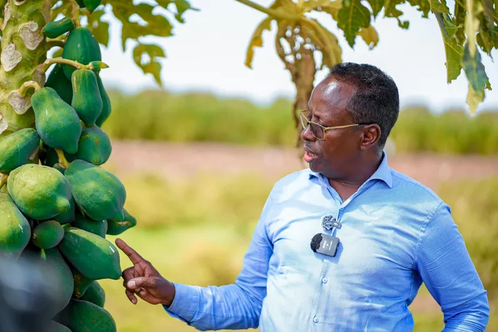 Somalia lazima izalishe kile inachotumia, kukomesha utegemezi wa misaada: waziri wa kilimo