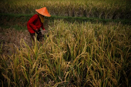 Indonesia siap hadapi El Nino, stok beras capai rekor tertinggi