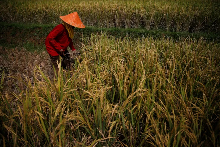 Indonesia siap hadapi El Nino, stok beras capai rekor tertinggi