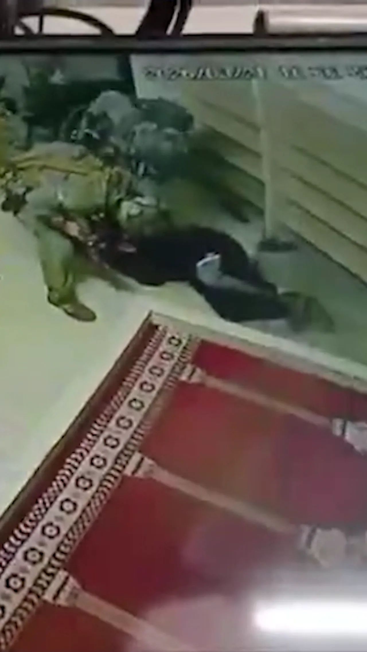 Tentara Israel melepaskan anjing ke arah pria Palestina di dalam masjid