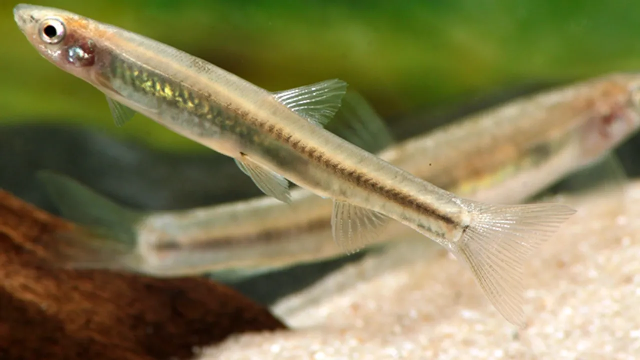 Thousands of small fish defy gravity to climb Congo waterfall