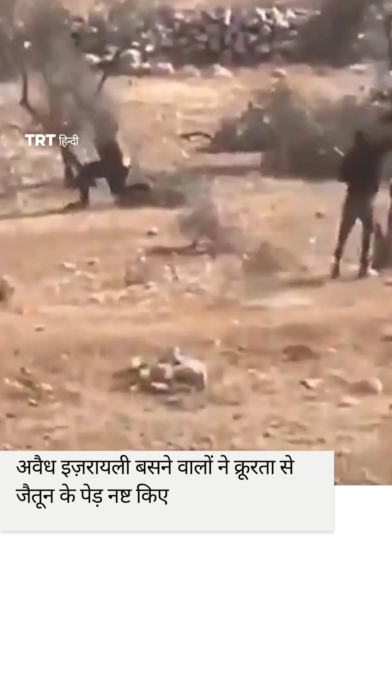 अवैध इज़रायली बसने वालों ने जैतून के पेड़ नष्ट किए