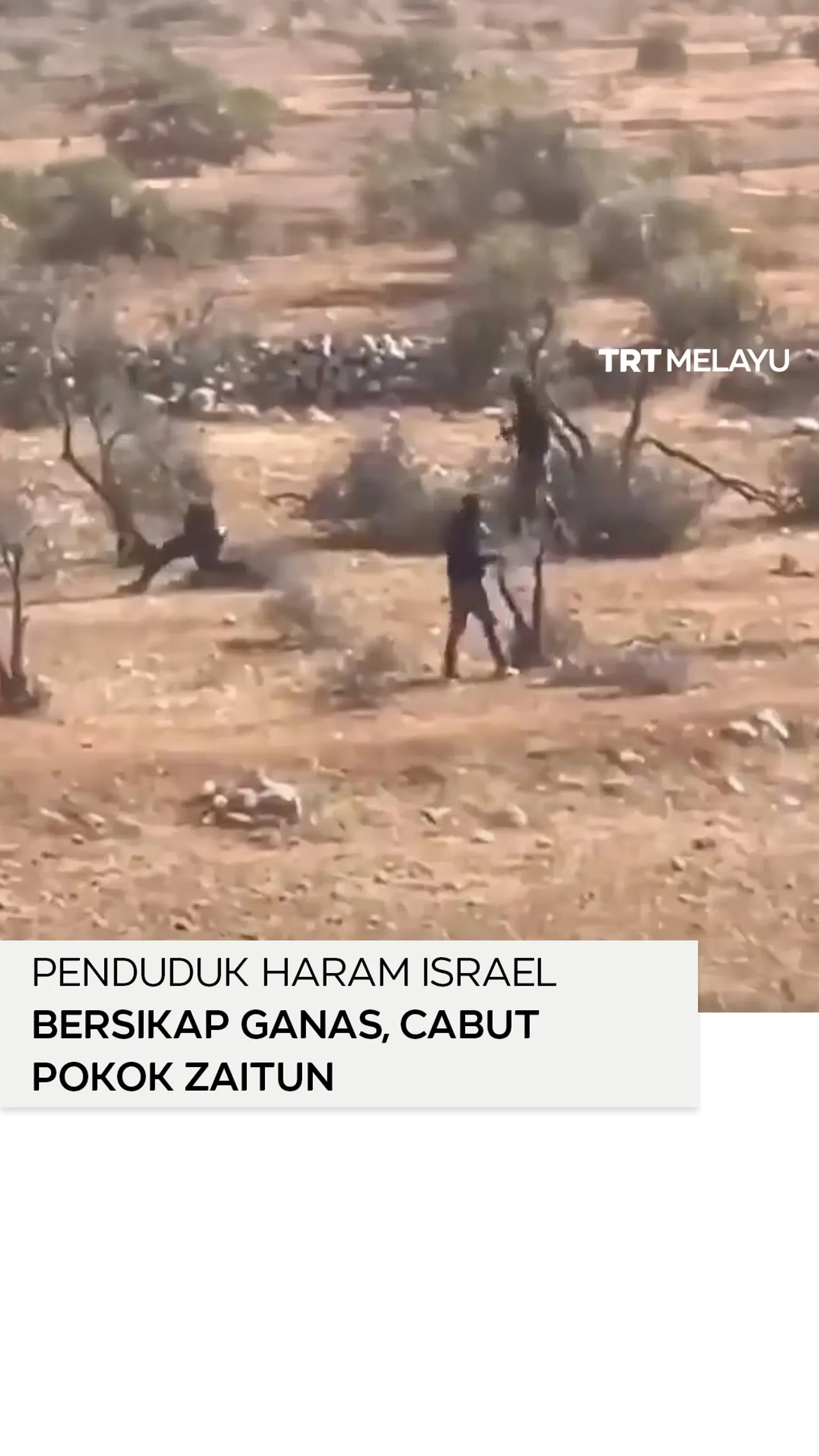Penduduk haram Israel bersikap ganas, cabut pokok zaitun