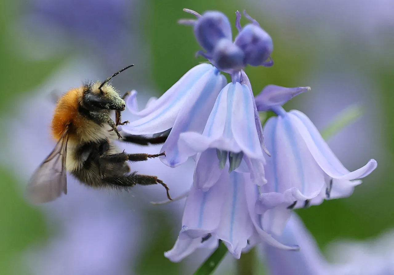 Le Api: i lavoratori più piccoli della natura