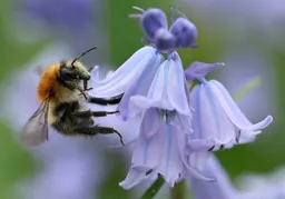 Le Api: i lavoratori più piccoli della natura