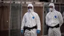 Francuska se sprema za hantavirus: Zalihe maski osigurane za tri mjeseca