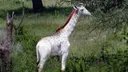 Twiga mweupe pekee duniani anayepatikana nchini Kenya