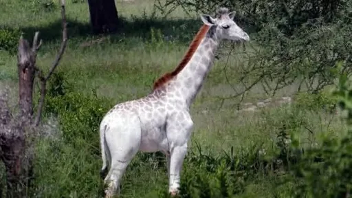 Twiga mweupe pekee duniani anayepatikana nchini Kenya