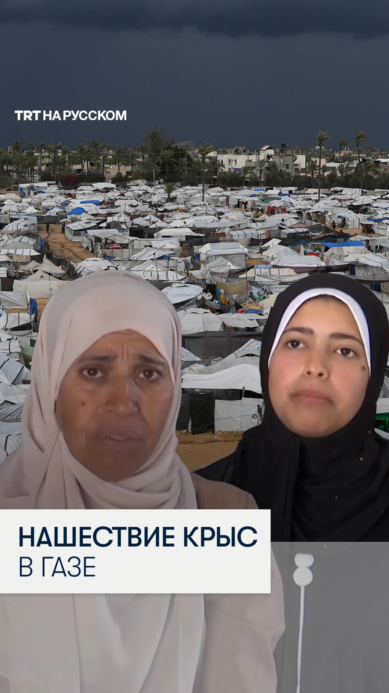 Грызуны и болезни: Новая катастрофа в палаточных лагерях сектора Газа