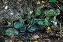 Turks SynPet krijgt groen licht voor hypermoderne recyclingfabriek van 300 miljoen euro in Antwerpen