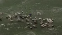 Израильские незаконные поселенцы опять воруют скот