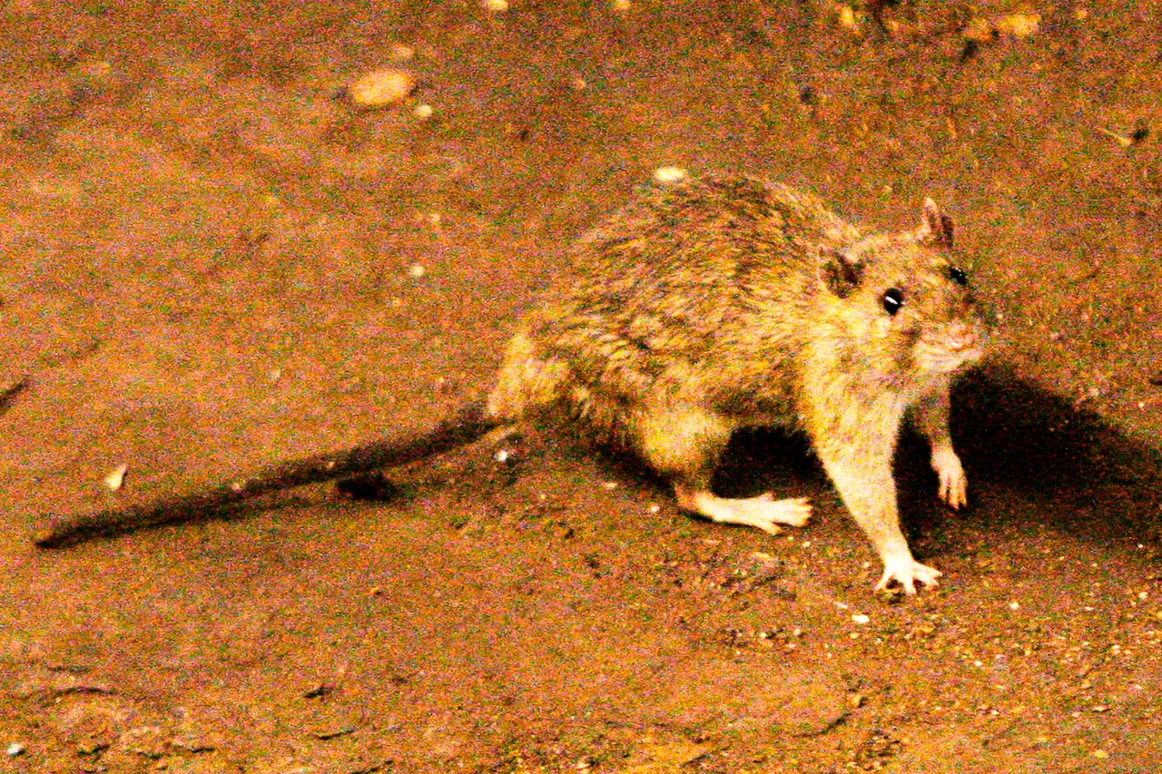 3 doden bij vermoedelijke hantavirus op Nederlandse cruiseschip op de Atlantische Oceaan: WHO