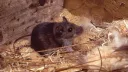 WHO says risk to public is low after suspected hantavirus outbreak hits ship