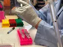 South Africa identifies hantavirus strain linked to cruise ship