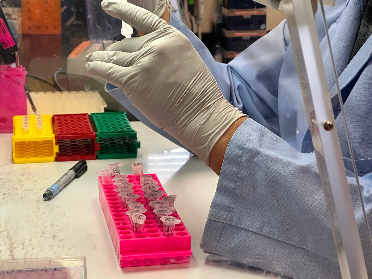 Hantavirus : L'Afrique du Sud identifie une souche transmissible entre humains