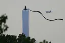 Protester descends from DC bridge, ending 6-day stand against AI and US-Israel war on Iran