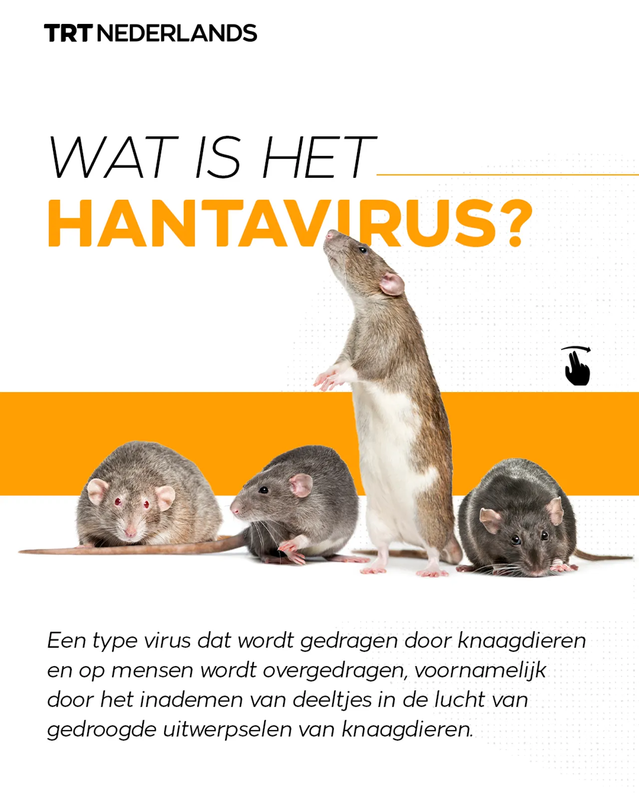 Wat is het Hantavirus?
