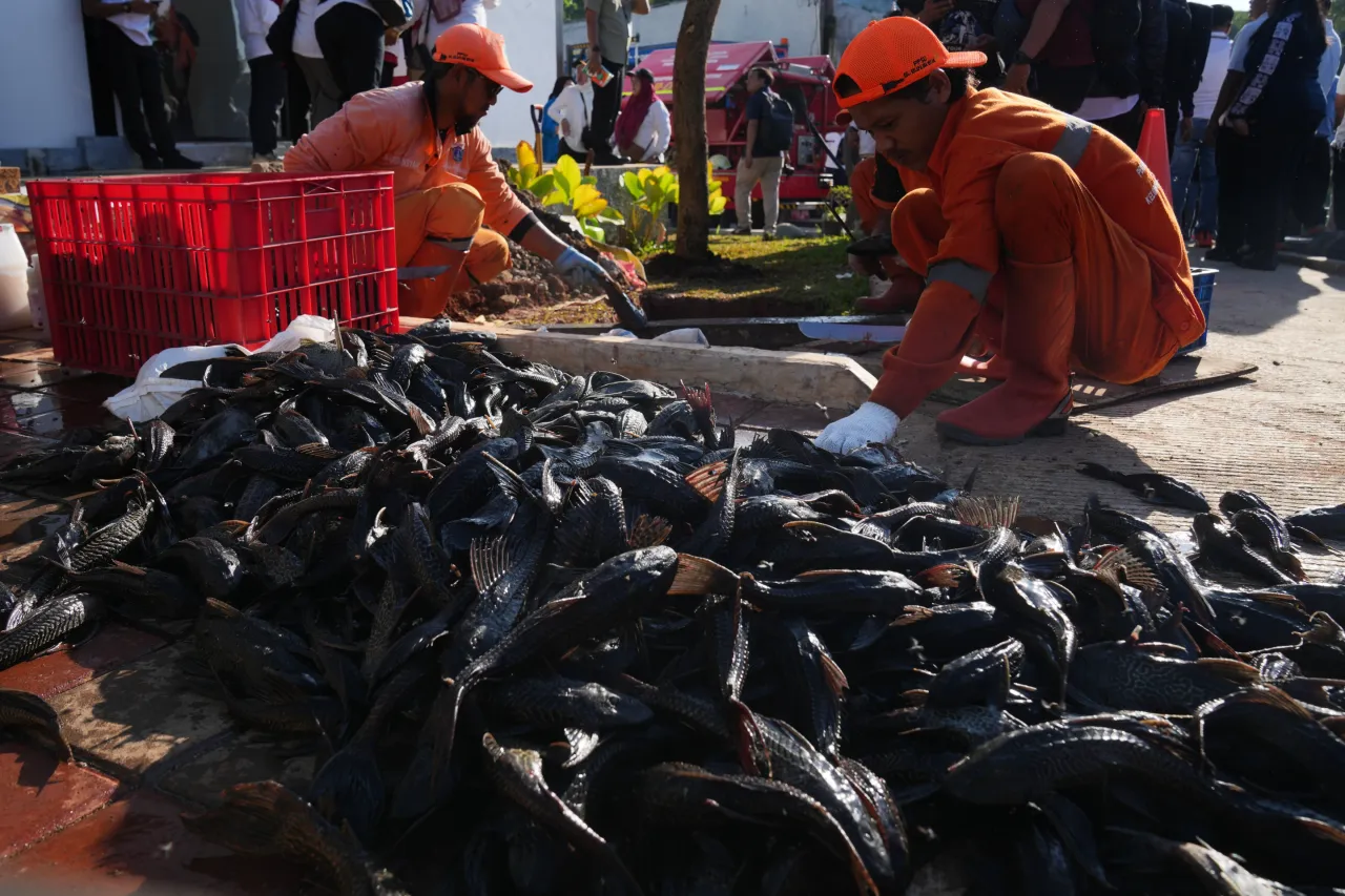 Pemprov DKI Jakarta memulai “perang” melawan ikan sapu-sapu yang ganggu ekosistem sungai