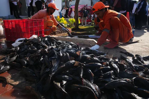 Pemprov DKI Jakarta memulai “perang” melawan ikan sapu-sapu yang ganggu ekosistem sungai