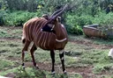 Swala Bongo wa milimani wenye asili ya Kenya