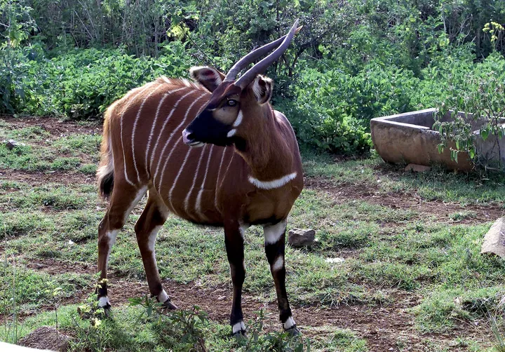 Swala Bongo wa milimani wenye asili ya Kenya