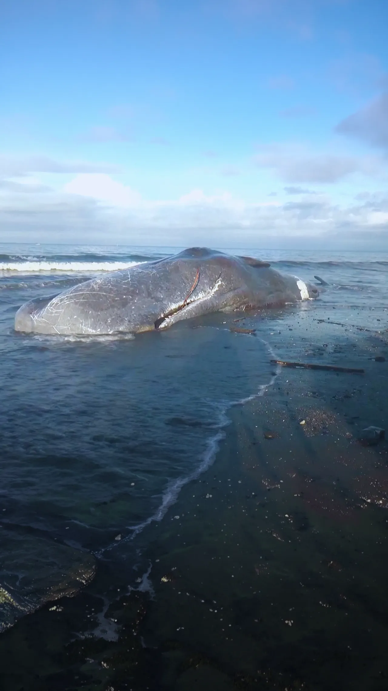 Paus sperma betina ditemukan mati setelah terdampar di Pantai Jembrana, Bali