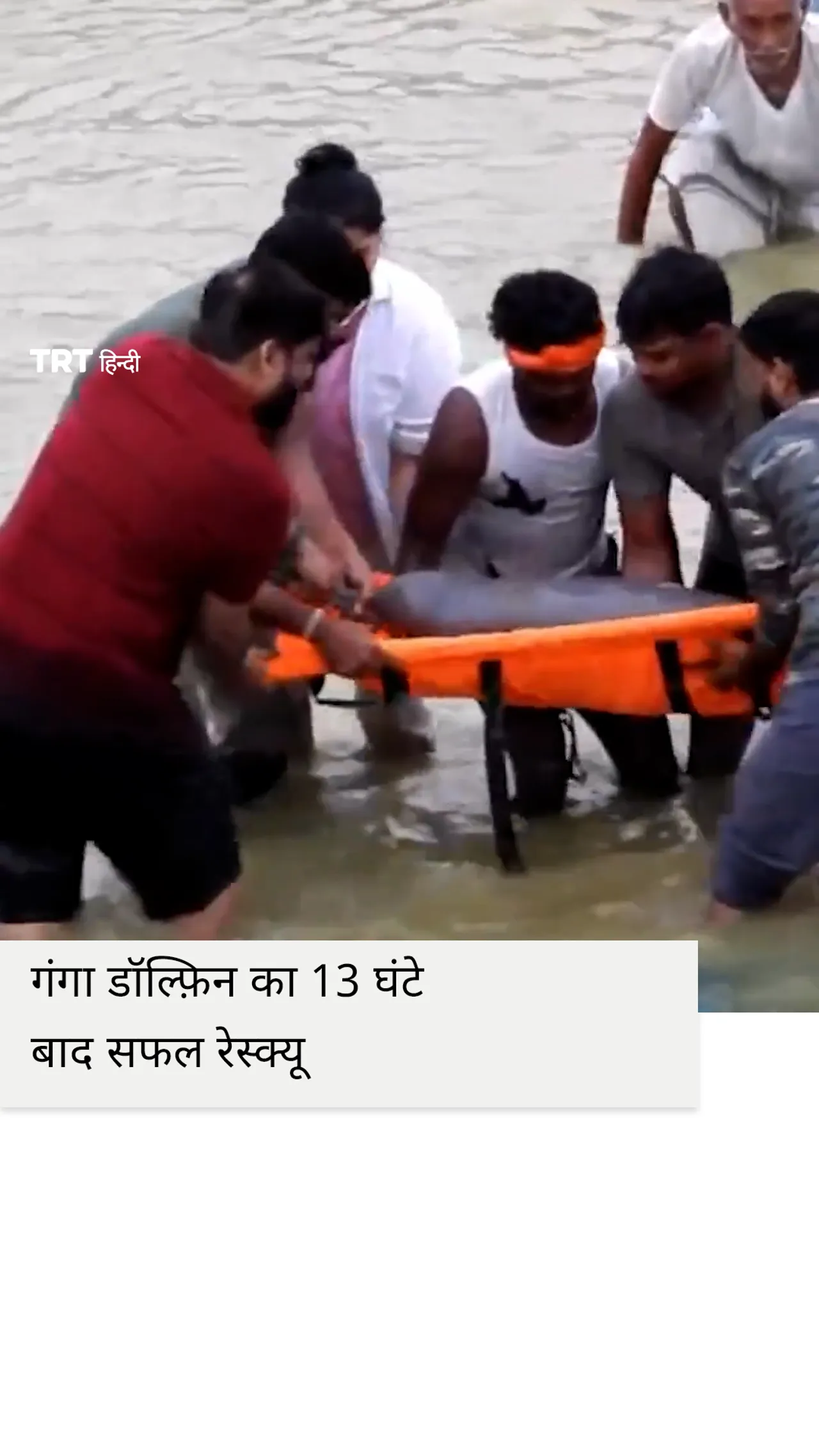 गोंडा में नहर में फँसी गंगा डॉल्फ़िन का 13 घंटे बाद सफल रेस्क्यू